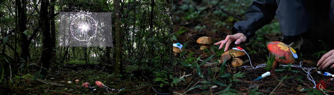 Mycortex installation — forest setting with projected light symbol on the left and a hand touching electrode-wired mushrooms on the forest floor on the right